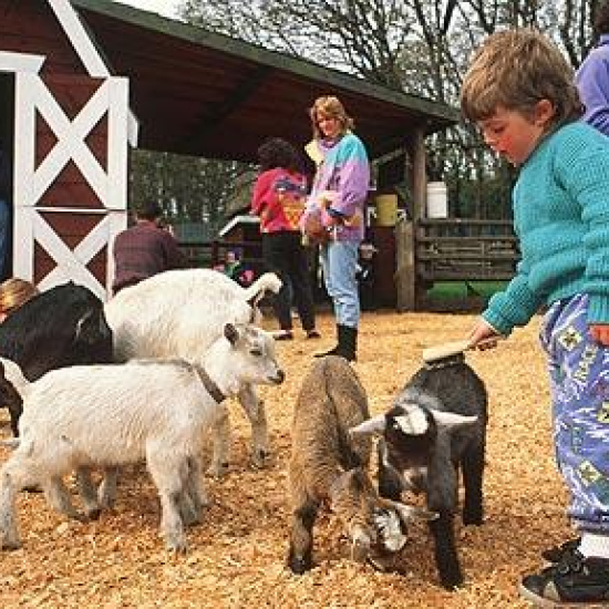 New in the Petting Zoo